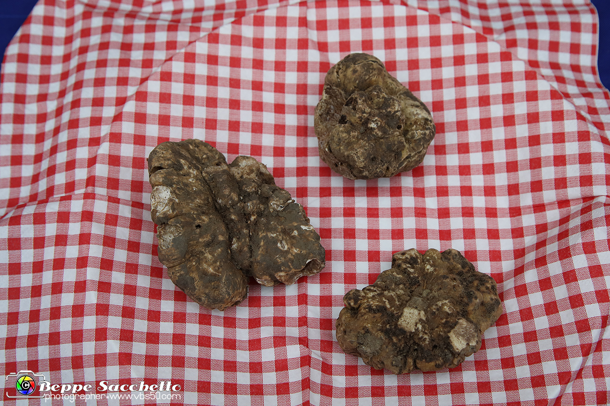 VBS_6567 - Fiera dei Santi - 12.ma Fiera Nazionale del Tartufo.jpg